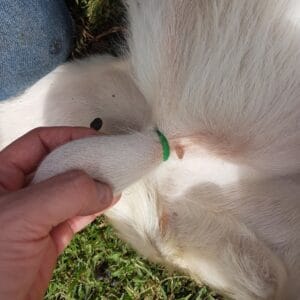 BANDAS-DE-CASTRACION-2