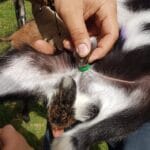 BANDAS-DE-CASTRACION-3