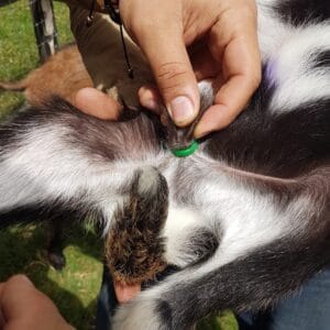 BANDAS-DE-CASTRACION-3