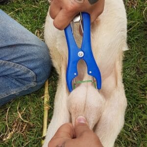 ELASTRADOR-PLASTICO-4