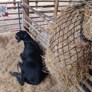 MALLA-PARA-HENO-3 de tamaño mediano