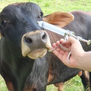 JERINGA-AUTOMATICA-METALICA-PLASTICA-50ML-2