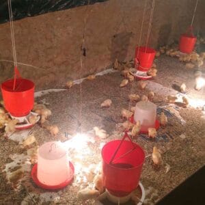 BEBEDERO-DE-VOLTEO-5L-2