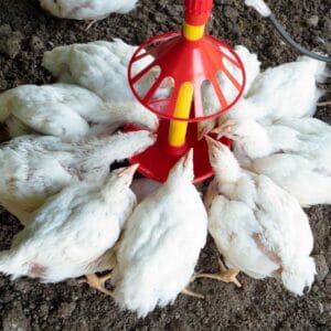 BEBEDERO-UNIVERSAL-2