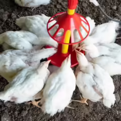 BEBEDERO-UNIVERSAL-2