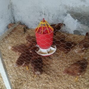 COMEDERO-GALLINAS-3