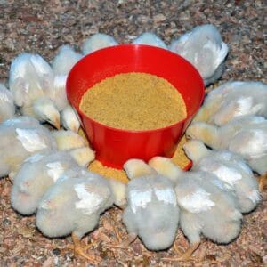 COMEDERO-INICIACION-PARA-POLLOS-2