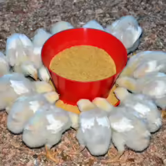 COMEDERO-INICIACION-PARA-POLLOS-2