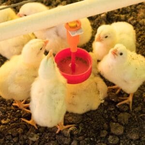 BEBEDERO-PRACTICO-PARA-AVES-3