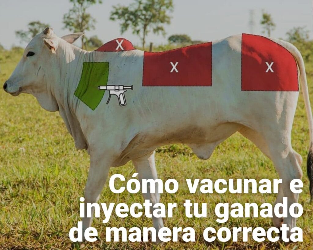 vacunar-inyectar-ganado-bovino